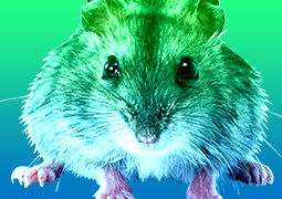 Hantavirus: Lo que se debe hacer para prevenir esta enfermedad