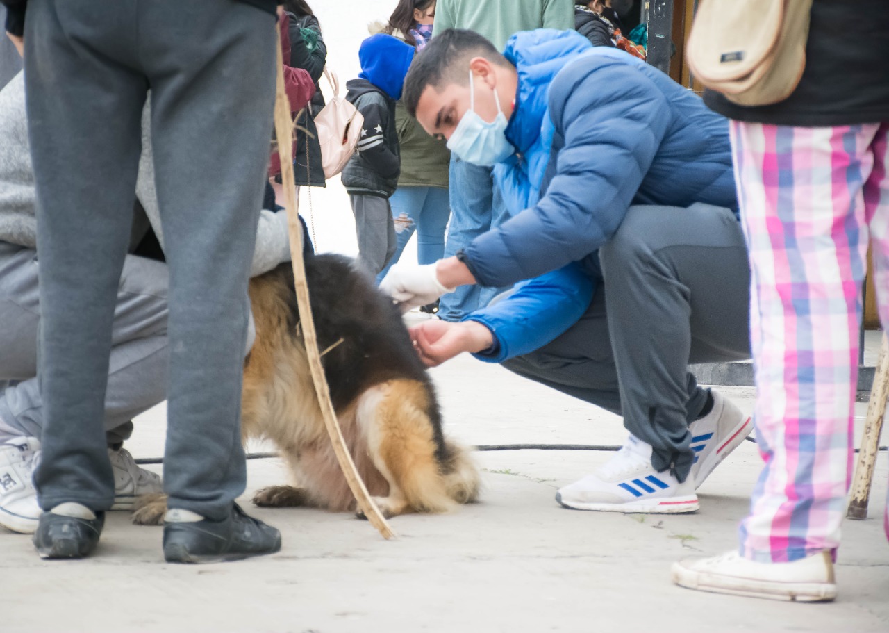 ZOONOSIS/ Continúa la campaña gratuita de vacunación antirrábica y de castración en Presidente Perón